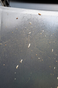 Maggots in a car crawling around