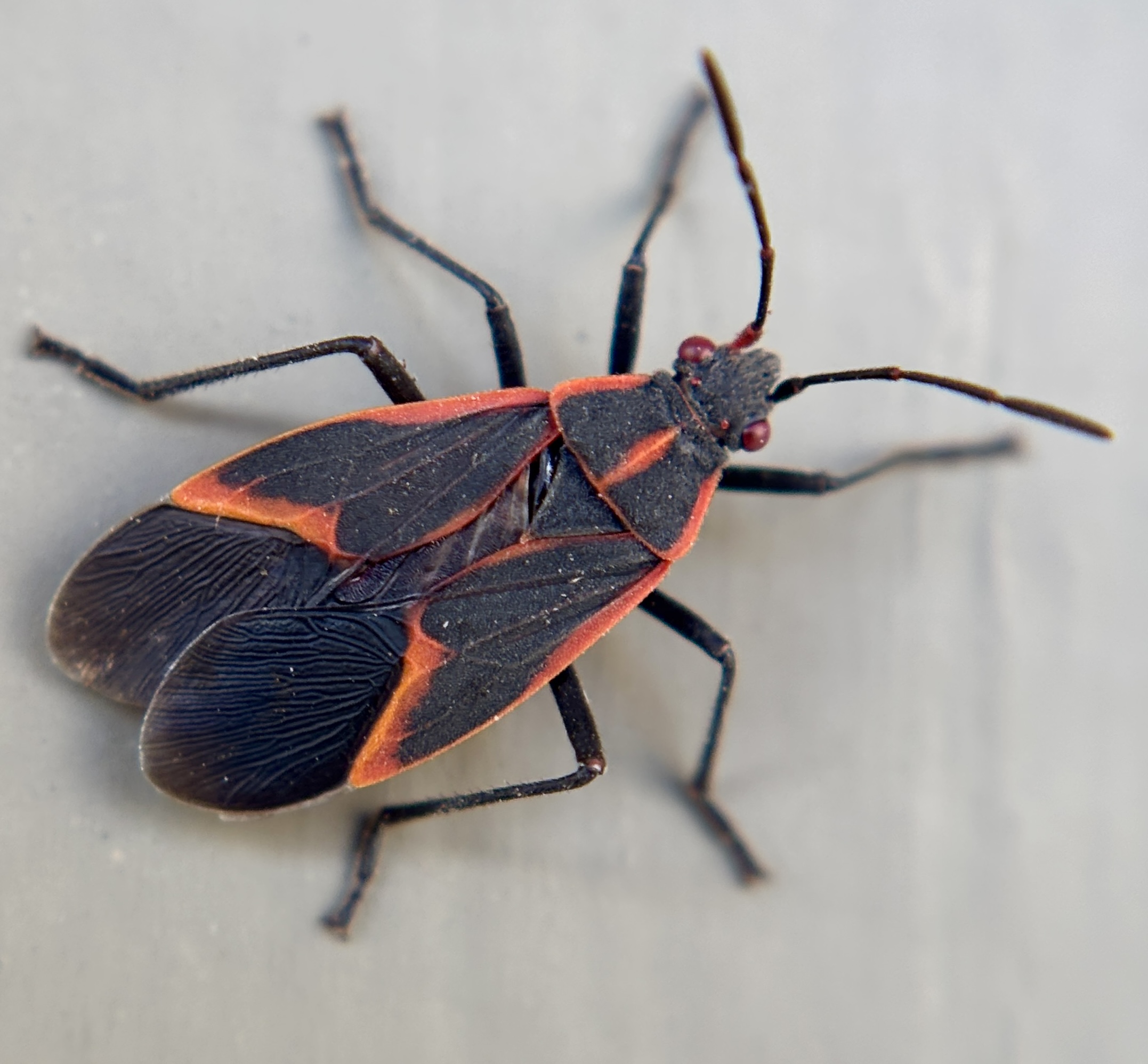 car infested with boxelder beetles | BUGSPRAY.COM