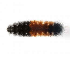 WOOLLY WORM TIGER MOTH