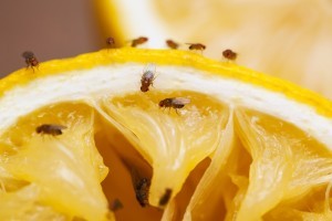 FRUIT FLIES ON ORANGE