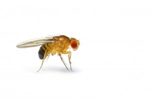 FRUIT FLY