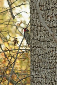 YELLOWED BELLY SAPSUCKER PECKING TREE