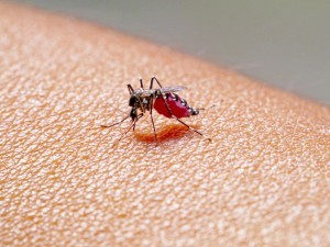AEDES MOSQUITO SUCKING BLOOD