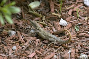 CURLY TAIL LIZARD IN MULCH