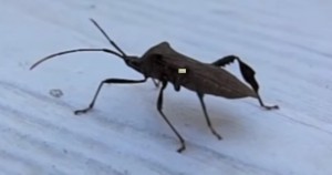 LEAF FOOTED BUG