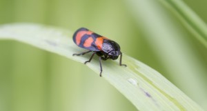 FROGHOPPER ON GRASS