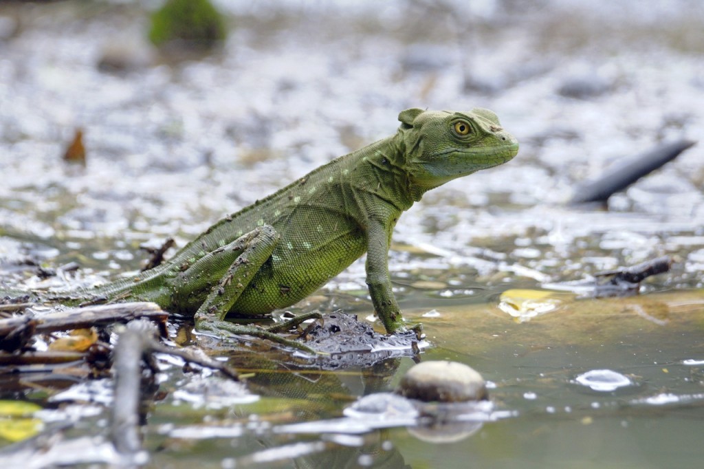 JESUS LIZARD AROUND POOL | PEST CONTROL CHEMICALS 800-877-7290