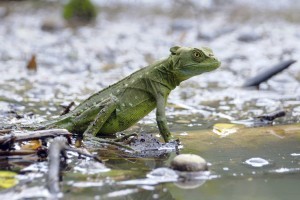 GREEN BASILISK LIZARD