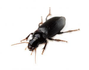 Ground beetle (Tachyta nana)