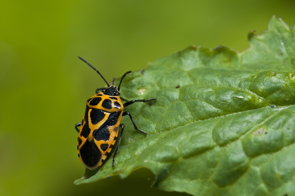 HARLEQUIN BUG CONTROL BUGSPRAY PEST CONTROL AND TREATMENTS