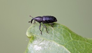 MONKEY WEEVIL