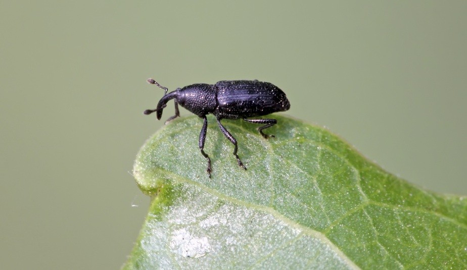 Vine weevil control in soft fruit crops