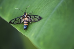 A close-up look of a tiger grass borer moth (wasp moth) on a leaf