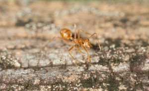 Tawny crazy ant walking