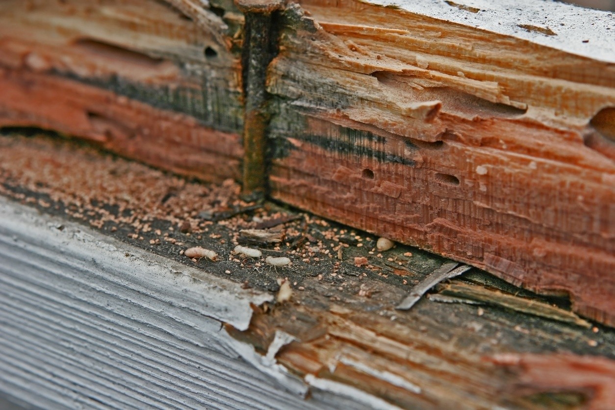 Drywood termite damage.