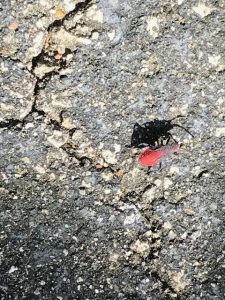 Jadera Bug walking on driveway.