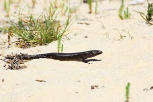 King's Skink moving across a Beach in Western Australia