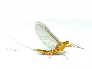 How to get rid deals of mayflies