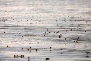 Mayfly hatch