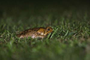 Cane Toad lying in the grass
