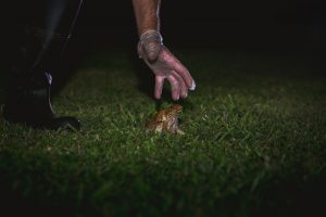 How to safely remove cane toads