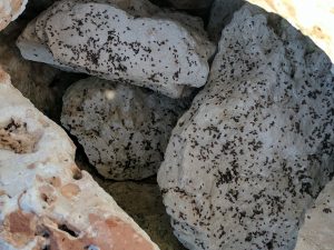 SHORE FLIES ON ROCKS