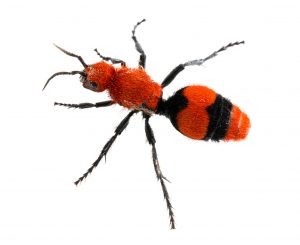 Velvet Ant