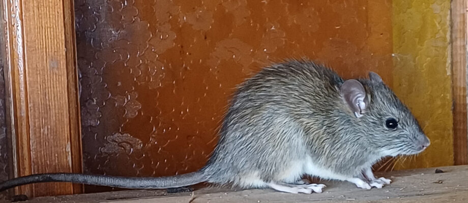little brown mouse near wooden wall in basement