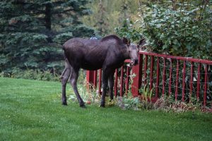 Moose eating my garden