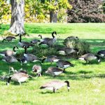 Canada geese problem in yard