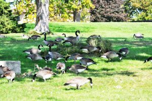 Canada geese problem in yard