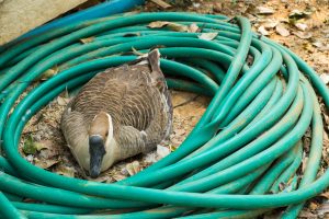 Canada goose nest in my garden