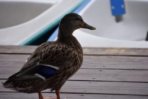Duck making a mess on my dock