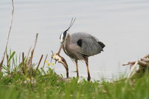 Great Blue Heron eating my fish