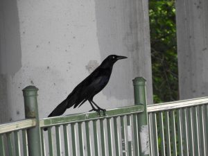 Grackle on my deck porch making a mess