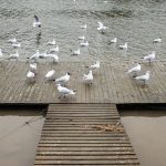 Seagulss making a mess on my dock