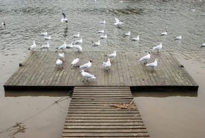 Seagulss making a mess on my dock