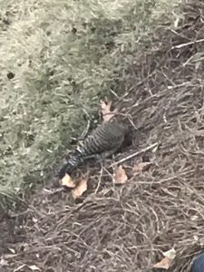 Woodpecker damaging my yard