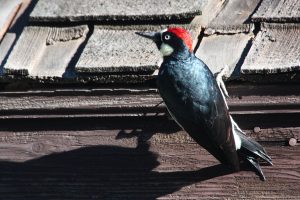 Acorn woodpecker dropping acorns under my roof shingles
