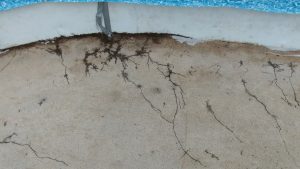 Termite eaten pool liner. This was discovered after liner was removed.