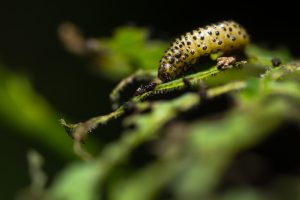 Viburnum beetle (Pyrrhalta viburni) larva