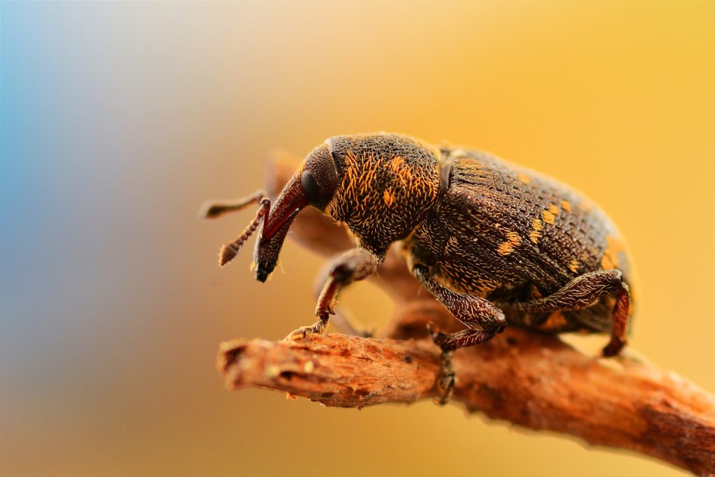 Pine weevils eating my white pine trees! | BUGSPRAY PEST CONTROL AND ...