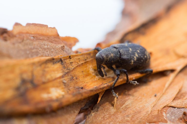 Pine weevils eating my white pine trees! - PEST CONTROL CHEMICALS 800 ...