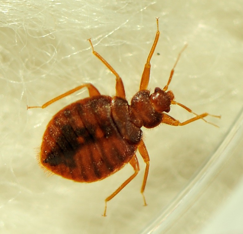 Bed Bugs In Your Apartment Here S What To Do Renter Life