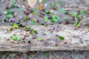 Leafcutter Ant Army