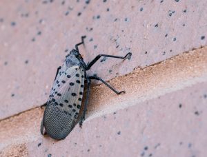 Spotted lanternfly crawls up brick building, Berks County, Pennsylvania