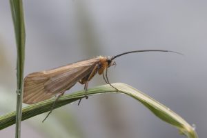 Caddisfly (Trichoptera)