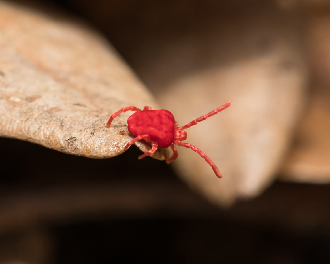 clover mites in bathtub