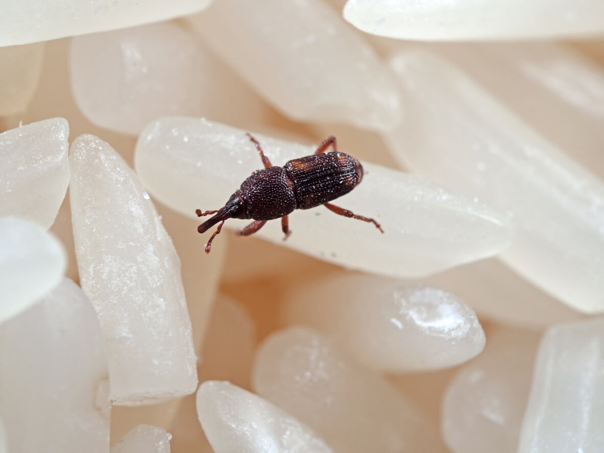 Protect Stored Grains from Weevils