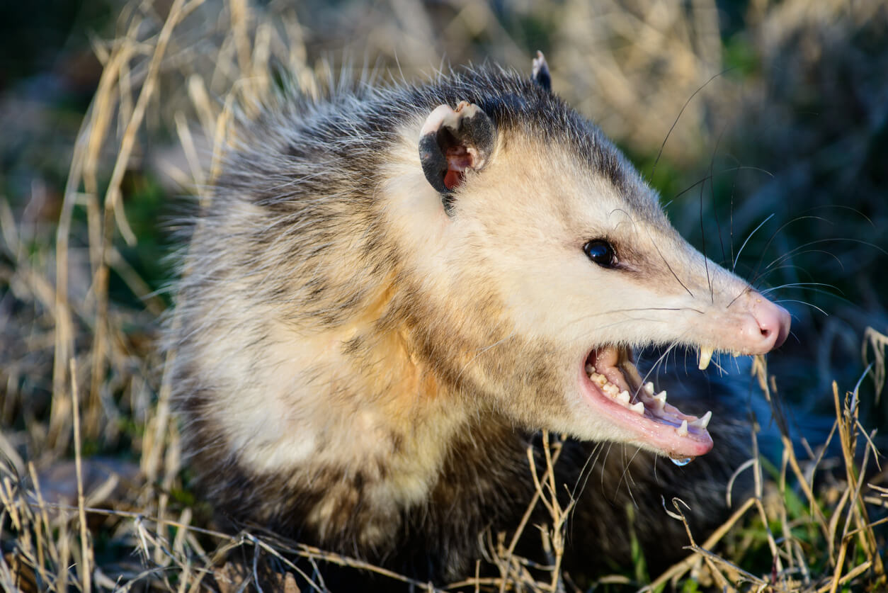 Opossum caught in cage live trap pest control. Wild animal